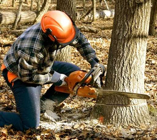 Tree Removal in Avant, OK